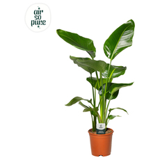 СТРЕЛИЦИЯ NICOLAI Ф21CM H:80CM СТРЕЛИЦИЯ NICOLAI Ф21CM H:80CM