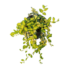 ВИНКА 1Л. КОНТЕЙНЕР ВИНКА 1Л. КОНТЕЙНЕР