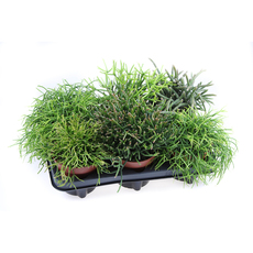 КАКТУС РИПСАЛИС MIX Ф12CM H20CM КАКТУС РИПСАЛИС MIX Ф12CM H20CM