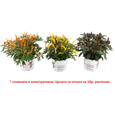 КАПСИКУМ SOMBRERO MIX Ф15CM H:30CM КАПСИКУМ SOMBRERO MIX Ф15CM H:30CM