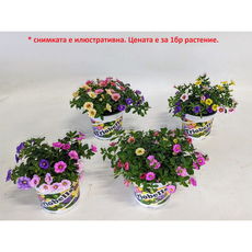 КАЛИБРАХОЕ Ф13CM H22CM MIX КАЛИБРАХОЕ Ф13CM H22CM MIX