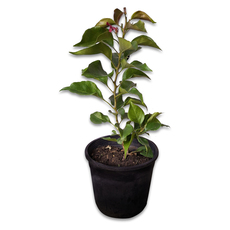 БУГЕНВИЛИЯ 20/25CM 2Л. КОНТ. БУГЕНВИЛИЯ 20/25CM 2Л. КОНТ.