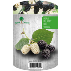 ЧЕРНИЦА 80/120CM EKZOTIKA ЧЕРНИЦА 80/120CM EKZOTIKA