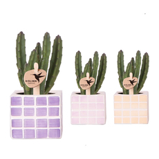 СТАПЕЛИЯ СТАПЕЛИЯ