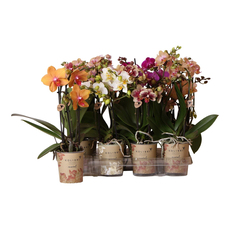 ОРХИДЕЯ TARKETT ФАЛЕНОПСИС ОРХИДЕЯ TARKETT ФАЛЕНОПСИС