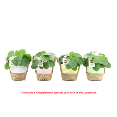 ПИЛЕЯ PEPEROMIOIDES Ф14CM H:25CM ПИЛЕЯ PEPEROMIOIDES Ф14CM H:25CM