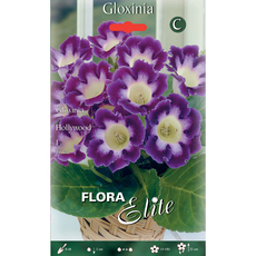 ЛУКОВИЦИ ГЛОКСИНИЯ ELITE HOLLYWOOD ЛУКОВИЦИ ГЛОКСИНИЯ ELITE HOLLYWOOD