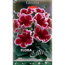 ЛУКОВИЦИ ГЛОКСИНИЯ ELITE KAISER FRIEDRICH ЛУКОВИЦИ ГЛОКСИНИЯ ELITE KAISER FRIEDRICH