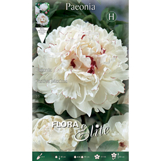 ЛУКОВИЦИ БОЖУР ELITE FESTIVA MAXIMA ЛУКОВИЦИ БОЖУР ELITE FESTIVA MAXIMA