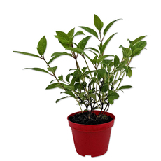 ХОРТЕНЗИЯ PANICULATA 1.5L ХОРТЕНЗИЯ PANICULATA 1.5L