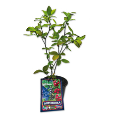 BLUEBERRY EKZOTIKA BLUEBERRY EKZOTIKA