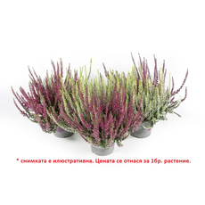 КАЛУНА Ф12CM H:30CM КАЛУНА Ф12CM H:30CM