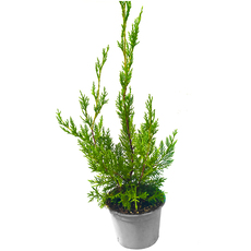 КИПАРИС ЛЕЙЛАНДИ Ф15CM КИПАРИС ЛЕЙЛАНДИ Ф15CM