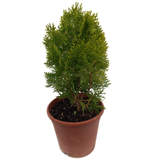 ТУЯ АУРЕЯ НАНА Ф15CM ТУЯ АУРЕЯ НАНА Ф15CM