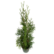 ТУЯ ФАСТЕГИАТА Ф21CM 100CM ТУЯ ФАСТЕГИАТА Ф21CM 100CM