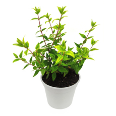 АБЕЛИЯ Ф12CM АБЕЛИЯ Ф12CM
