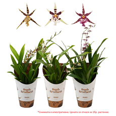 ОРХИДЕЯ ПАЯК/BRASSIA TITANIUM ОРХИДЕЯ ПАЯК/BRASSIA TITANIUM