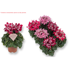 ЦИКЛАМА EXCLUSIVE Ф10.5CM H:20CM MIX ЦИКЛАМА EXCLUSIVE Ф10.5CM H:20CM MIX