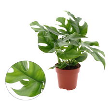 МОНСТЕРА MINIMA Ф12CM H:25CM МОНСТЕРА MINIMA Ф12CM H:25CM