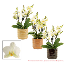 ОРХИДЕЯ ФАЛЕНОПСИС ОРХИДЕЯ ФАЛЕНОПСИС