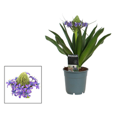 КУБИНСКА ЛИЛИЯ Ф12CM H:30CM КУБИНСКА ЛИЛИЯ Ф12CM H:30CM