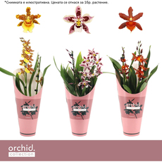 ОРХИДЕЯ КАМБРИЯ ОРХИДЕЯ КАМБРИЯ