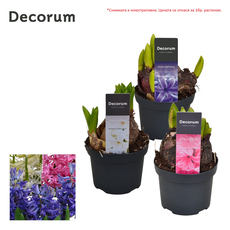 ЗЮМБЮЛ MULTIFLORA MIX Ф10.5CM H:15CM ЗЮМБЮЛ MULTIFLORA MIX Ф10.5CM H:15CM