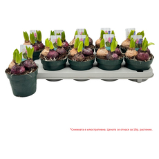 ЗЮМБЮЛ TRIO MIX CARNAVAL Ф12CM H:15CM ЗЮМБЮЛ TRIO MIX CARNAVAL Ф12CM H:15CM