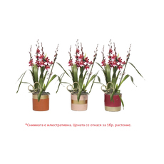 ОРХИДЕЯ КАМБРИЯ BARROCCO RED ОРХИДЕЯ КАМБРИЯ BARROCCO RED