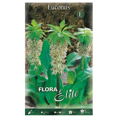 SPRING BULBS EUCOMIS BICOLOR ELITE SPRING BULBS EUCOMIS BICOLOR ELITE