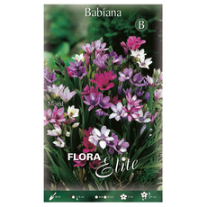 SPRING BULBS БАБИАНА ELITE SPRING BULBS БАБИАНА ELITE