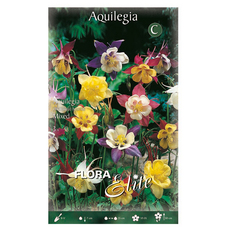SPRING BULBS AQUILEGIA ELITE SPRING BULBS AQUILEGIA ELITE