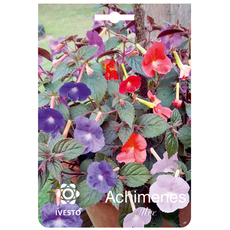 SPRING BULBS АХИМЕНЕС IVESTO SPRING BULBS АХИМЕНЕС IVESTO