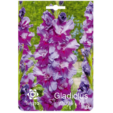 SPRING BULBS GLADIOLUS IVESTO PURPUL ART SPRING BULBS GLADIOLUS IVESTO PURPUL ART