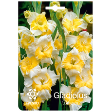 SPRING GLADIOLUS IVESTO BUGGY SPRING GLADIOLUS IVESTO BUGGY