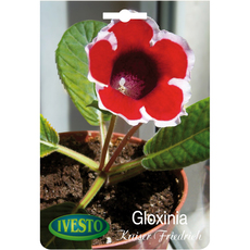 ЛУКОВИЦИ GLOXINIA IVESTO KAISER FRIEDRICH ЛУКОВИЦИ GLOXINIA IVESTO KAISER FRIEDRICH