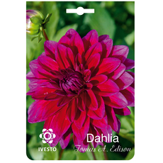 ЛУКОВИЦИ ДАЛИЯ THOMAS A.EDISON 1БР ЛУКОВИЦИ ДАЛИЯ THOMAS A.EDISON 1БР