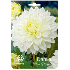 ЛУКОВИЦИ DAHLIA IVESTO WHITE PERFECTION ЛУКОВИЦИ DAHLIA IVESTO WHITE PERFECTION