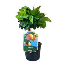 ЦИТРУС ПОРТОКАЛ EKZOTIKA ЦИТРУС ПОРТОКАЛ EKZOTIKA