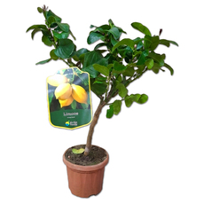 CITRUS LEMON EKZOTIKA CITRUS LEMON EKZOTIKA