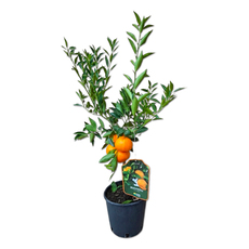 CITRUS RETICULATA EKZOTIKA CITRUS RETICULATA EKZOTIKA