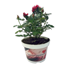 МИНИ РОЗА Ф13CM ЧЕСТИТ ПРАЗНИК МИНИ РОЗА Ф13CM ЧЕСТИТ ПРАЗНИК