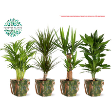 МИКС ЗЕЛЕНИ РАСТЕНИЯ Ф17CM H:60CM МИКС ЗЕЛЕНИ РАСТЕНИЯ Ф17CM H:60CM