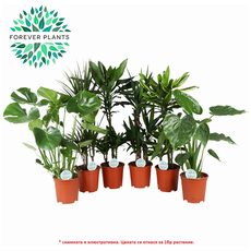 МИКС ЗЕЛЕНИ РАСТЕНИЯ Ф21CM H:90CM МИКС ЗЕЛЕНИ РАСТЕНИЯ Ф21CM H:90CM