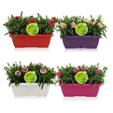 КАРАМФИЛ МИКС Ф25СМ H:22CM САНДЪЧЕ КАРАМФИЛ МИКС Ф25СМ H:22CM САНДЪЧЕ