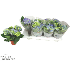 ХОРТЕНЗИЯ Ф10CM H:22CM BLUE 3+ ХОРТЕНЗИЯ Ф10CM H:22CM BLUE 3+