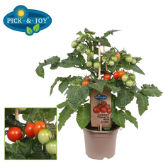 ЧЕРИ ДОМАТИ ЧЕРВЕНИ Ф14CM H:25CM ЧЕРИ ДОМАТИ ЧЕРВЕНИ Ф14CM H:25CM