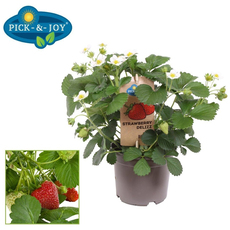 ЯГОДА Ф14CM H:35CM ЯГОДА Ф14CM H:35CM