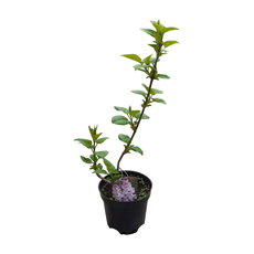 ЛЮЛЯК МИКС 2Л ЛЮЛЯК МИКС 2Л