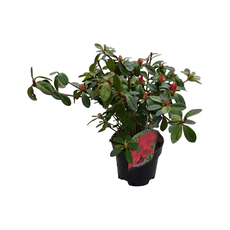 ЯПОНСКА АЗАЛИЯ МИКС 1.5Л ЯПОНСКА АЗАЛИЯ МИКС 1.5Л